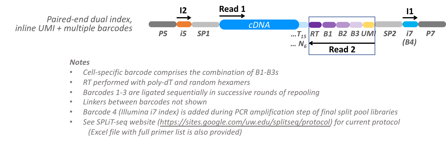 Illumina paired-end dual-index sequencing